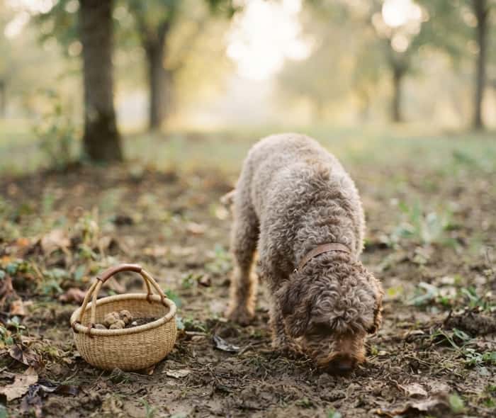 Lagotto Romagnolo dog sniffing soil for truffles in orchard at golden hour