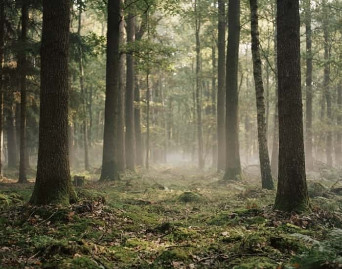 Empty forest path with mossy floor and filtered sunlight
