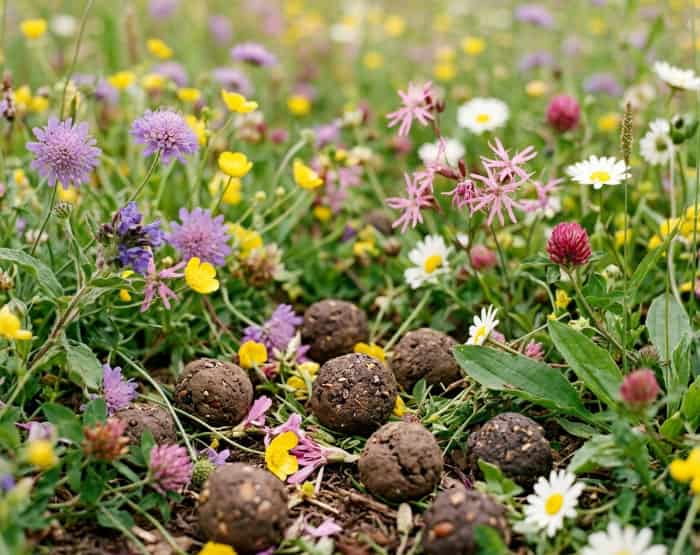 Native wildflower seed bombs scattered among blooming meadow flowers
