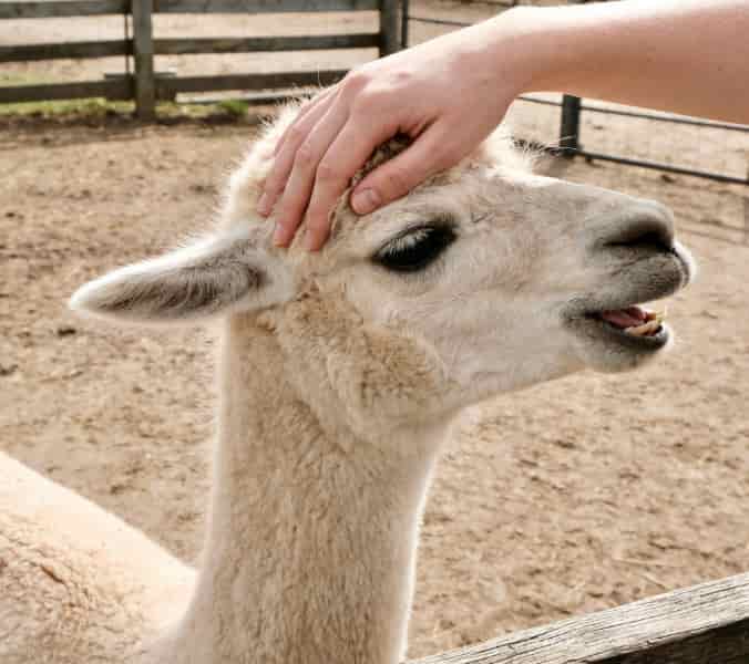 Private Valentine's Day animal encounter experience