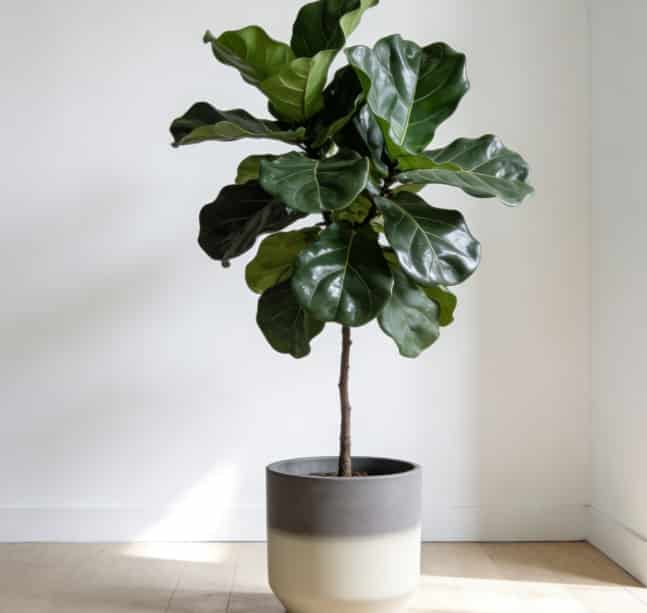 Statement fiddle leaf fig plant