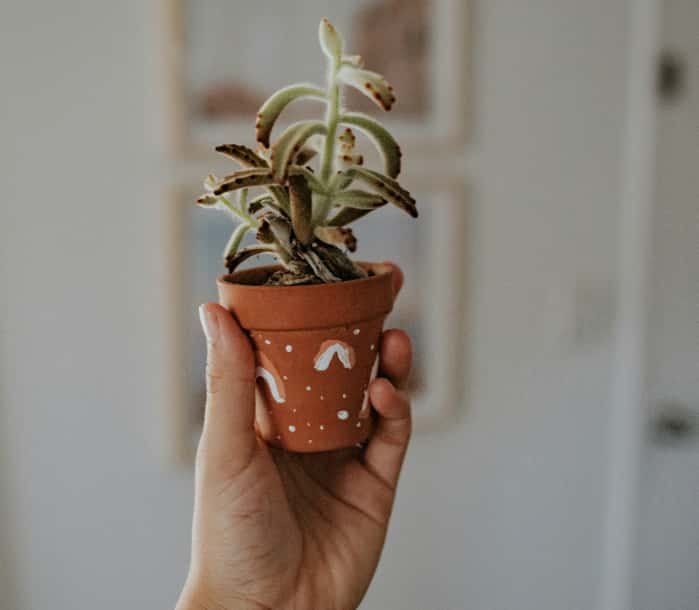 Hand holding a hand-painted terracotta pot with a succulent plant